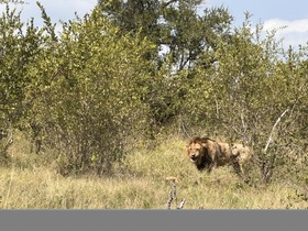 クルーガー国立公園にはライオンを始めとするビッグファイブがたくさん生息しています。