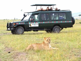 マサイマラ国立保護区では、ライオンなどビッグファイブに出会えます。