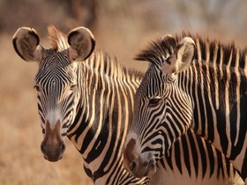 マサイマラ国立保護区ではビッグファイブなど多くの野生動物が生息しています。