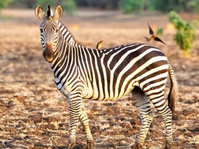ザンベジ国立公園でのゲームドライブでは様々な野生動物に出会えます