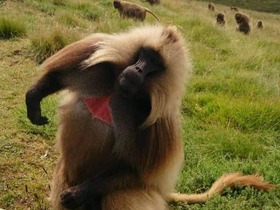 世界遺産のシミエン国立公園ではゲラダヒヒなどの絶滅危惧種も生息しています。