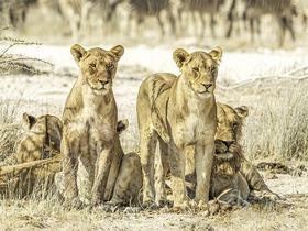 サファリでは、ライオンなどのビッグファイブにも出会えるチャンス