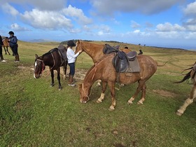 初心者にも安心の乗馬体験。馬とのふれあいが楽しめます