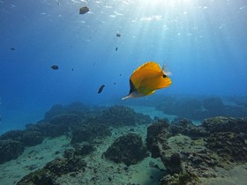 シュノーケリングでは、イースター島の透明な海をお楽しみください