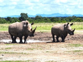 ゲームドライブで様々な野生生物を鑑賞