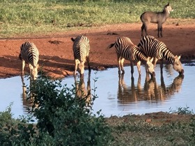 ナクル湖では、水を求めて集まる動物たちを探してみてください。