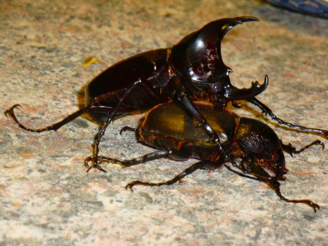 コタキナバル ボルネオ島昆虫採集体験ツアー～キパンディバタフライパークの予約ならホットホリデー