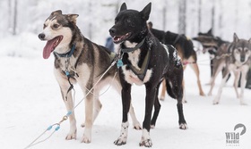 スノーモービルとトナカイ＆犬ぞり体験 午前半日【ロヴァニエミ発/ 12月～3月】