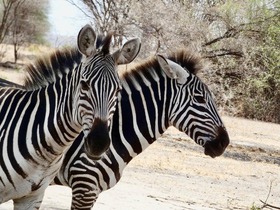 タンザニアのサファリとビーチを弾丸体験！タランギーレ国立公園＆ザンジバル島4泊5日【キリマンジャロ空港発、ザンジバル空港終了】