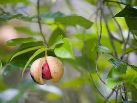 スパイス農園とマシンギニ森林訪問日帰り【英語ガイド】