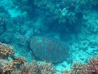 2箇所でシュノーケル