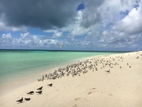 鳥の住処