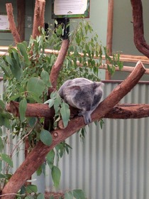 キュランダで動物と戯れ、自然を満喫