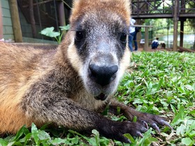 キュランダをまるごと楽しむ！