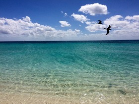 綺麗な海でウミガメと泳ぐ体験。