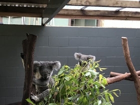 コアラとカンガルーに会いに！