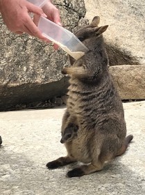 野生のロックワラビーの餌付け