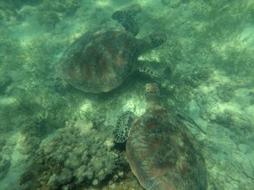 海亀と会えるグリーン島