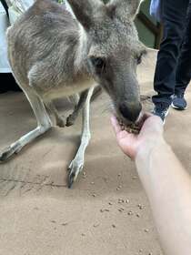 キュランダ村へ往復の1日