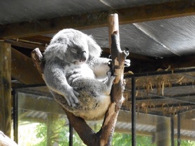 最低限は楽しめるミニ動物園