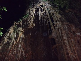 夜の熱帯雨林観光